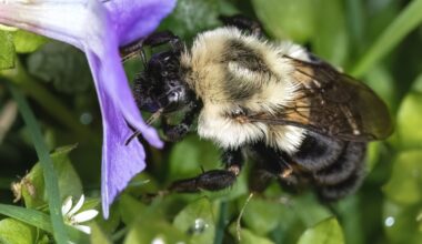 Common eastern bumblebees (Bombus impatiens)