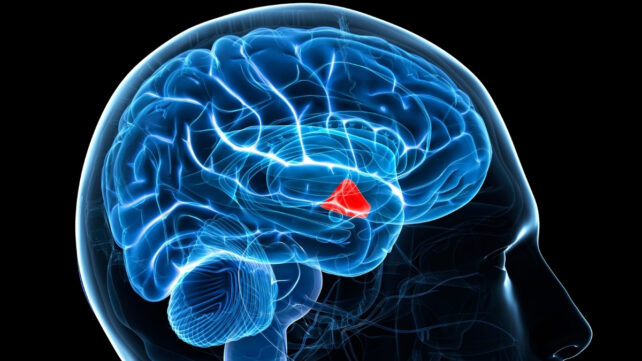 Computer artwork of the brain in bright blue on a black background, with one small red section 