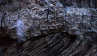 Construction Workers Hit Giant Fossil Bones That Revealed a 92-Foot Dinosaur.