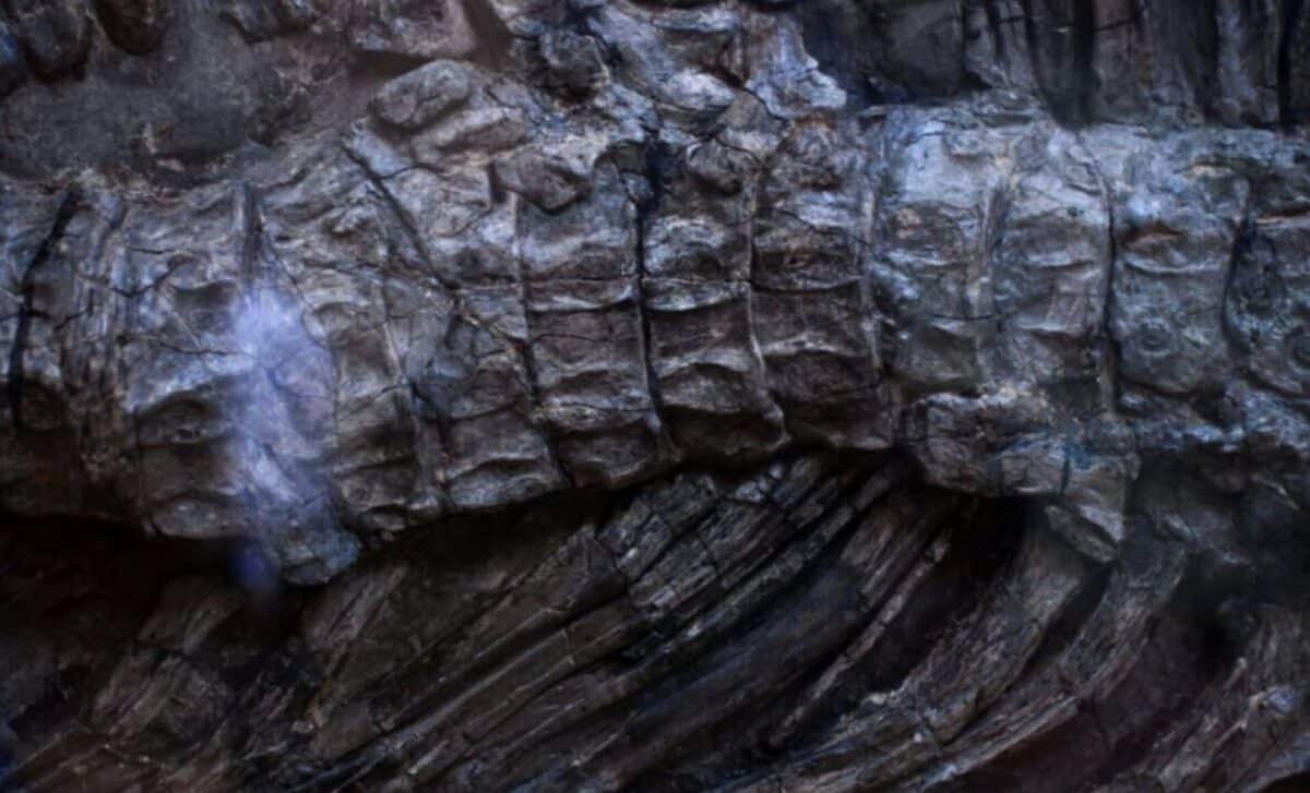 Construction Workers Hit Giant Fossil Bones That Revealed a 92-Foot Dinosaur.