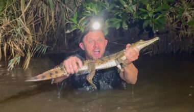 Crocodile found hundreds of miles from home in Australia