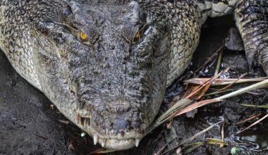 Close-up photo of The saltwater crocodile (Crocodylus porosus) is a crocodilian native to saltwater habitats, brackish wetlands and freshwater rivers. Concept for World Animal Day