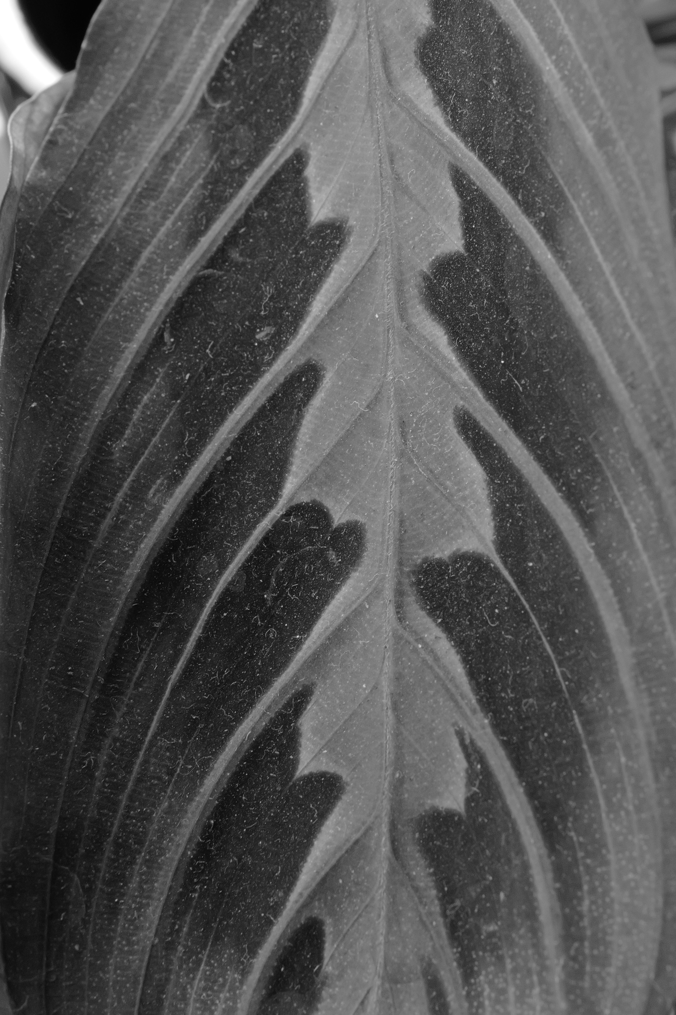 Leica Q3 Monochrom vs Google Pixel 10 Pro XL comparison