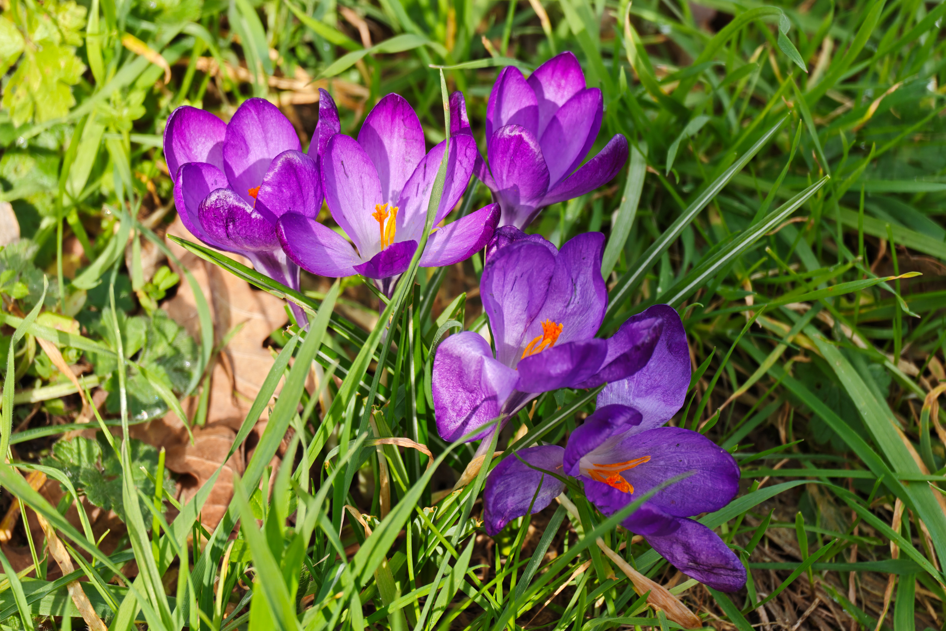 Leica Leitzphone vs Google Pixel 10 Pro XL comparison