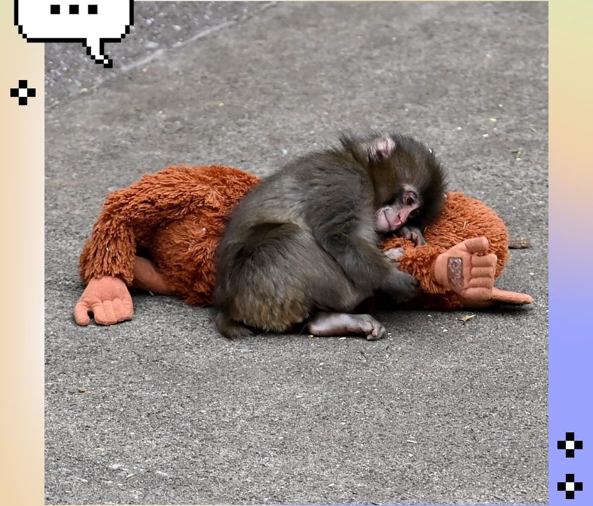 Here's Why Everyone's Talking About Punch the Monkey