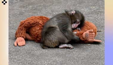 Here's Why Everyone's Talking About Punch the Monkey