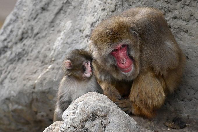 Everyone Talking About Punch Gettyimages 2262116617