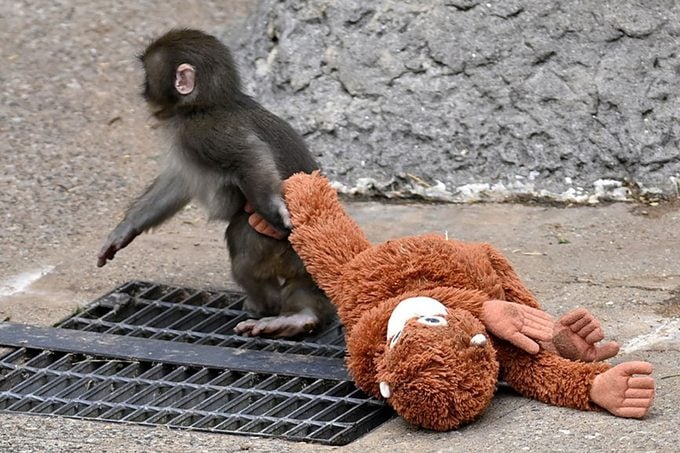 Everyone Talking About Punch Gettyimages 2262116846