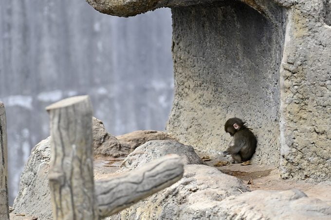 Everyone Talking About Punch Gettyimages 2262116932