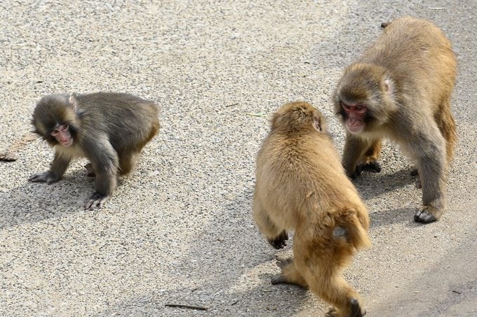 Everyones Talking About Punch The Monkey Gettyimages 2262116823