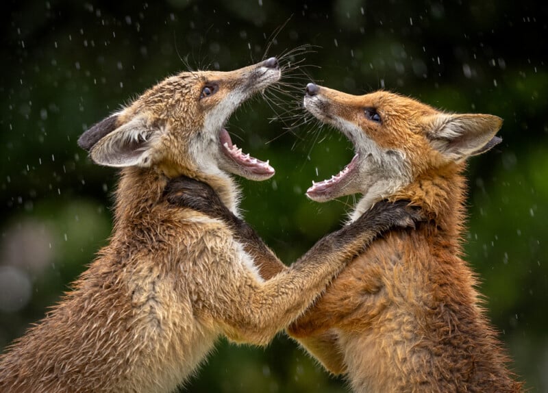 Two foxes stand on their hind legs facing each other with mouths open wide, appearing to play or spar, while rain falls around them against a blurred green background.