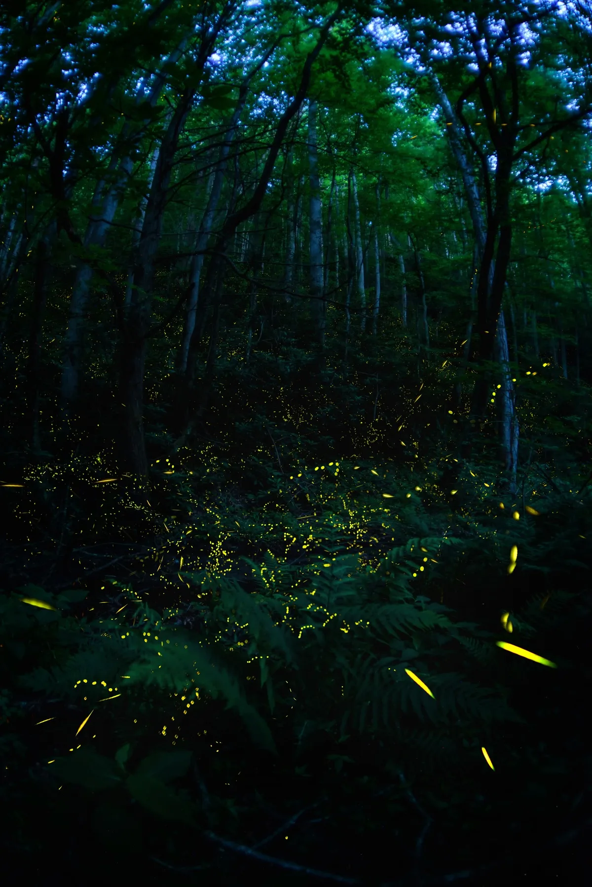 Fireflies in Great Smoky Mountains National Park