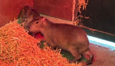 'Help us find Samba': Marwell Zoo asks public for help to find escaped capybara
