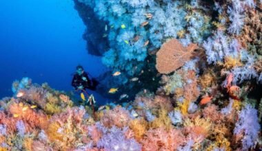 Ocean Photographer of the Year exhibition to make UK debut at Historic Dockyard Chatham with 116 striking maritime images