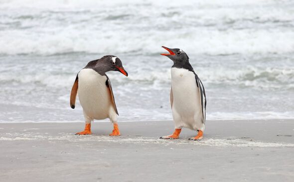 Gentoo penguins on the Falkland Islands Gentoo penguins on the Falkland Islands