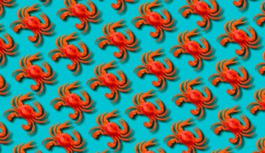 Red toy crab on blue background