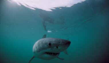 Great white shark
