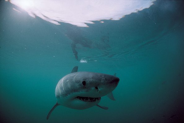 Great white shark