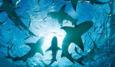 Cocaine sharks are terrorising divers off the Caribbean | News World