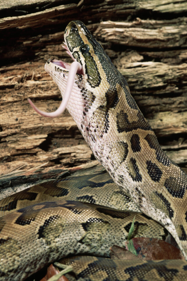 There's Something in Python Blood That Could Inspire The Next Steps in Healthy Weight Loss