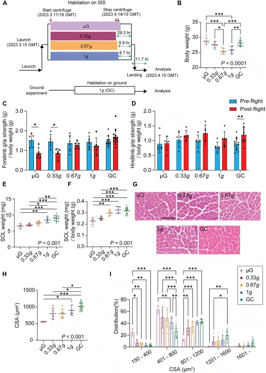 Gravity’s Effect On Soleus Muscle Mass In Spaceflight Conditions.