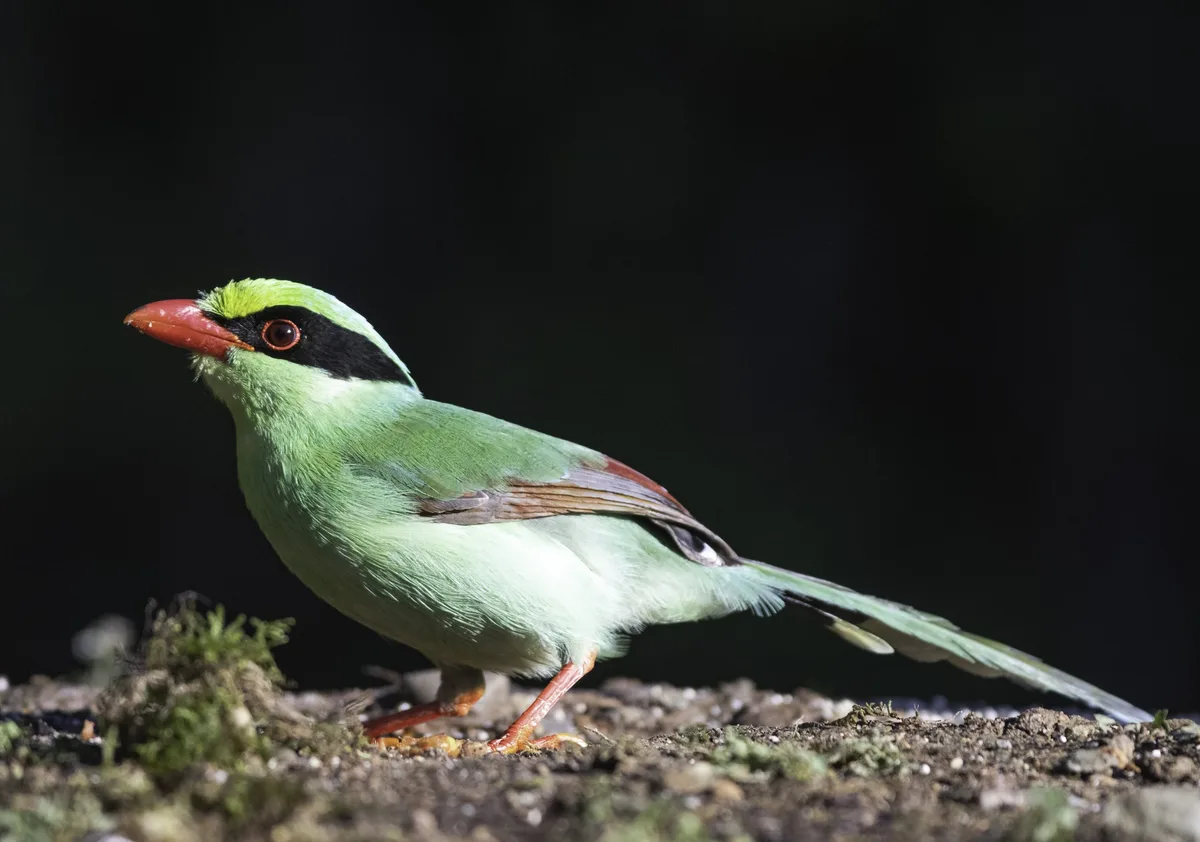 Common green magpie