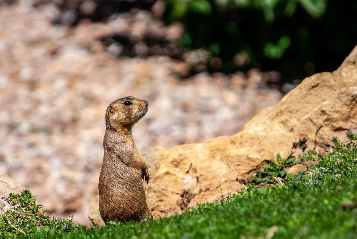 A Gunnison's prairie dog sits up and looks alert