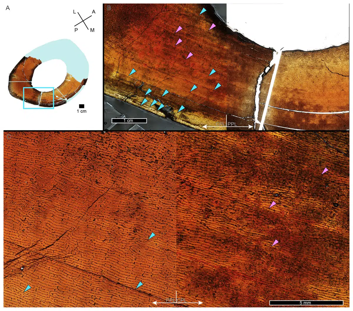 High Resolution Images Of Tyrannosaurus Rex Bone Cross Sections, Showing Growth Rings