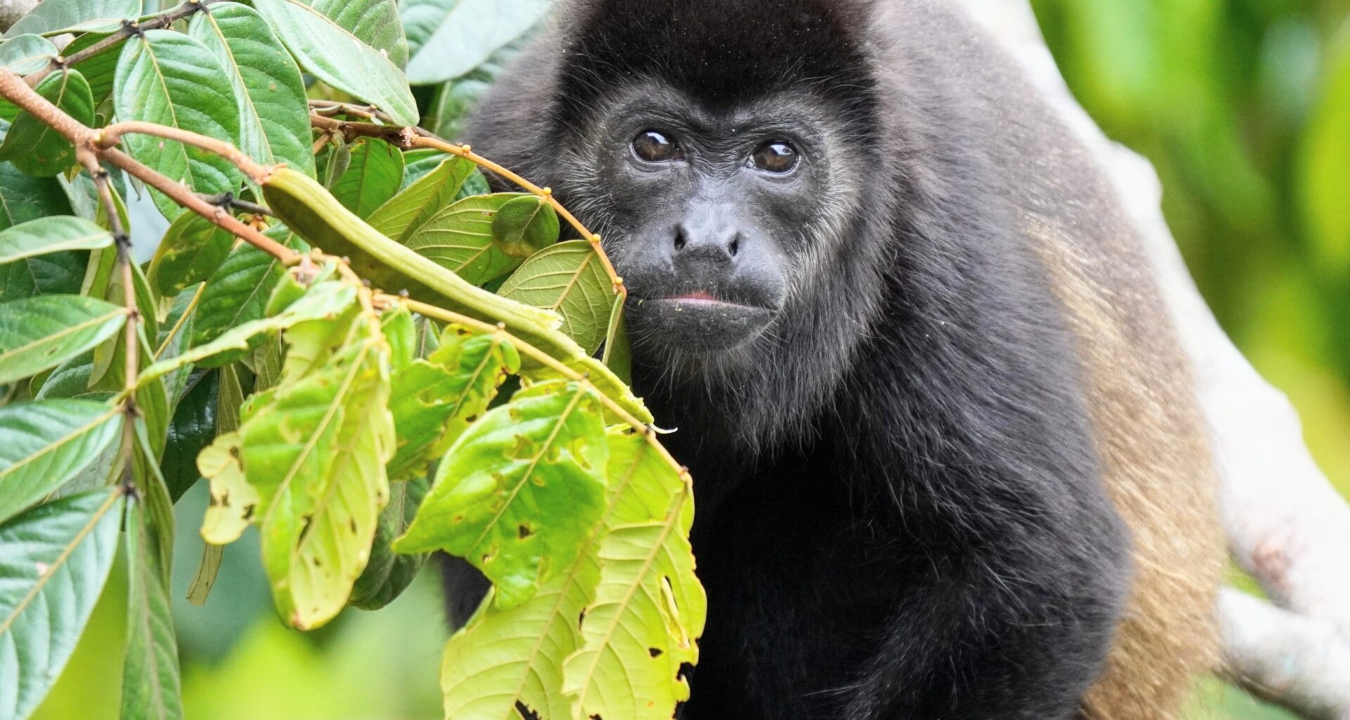 Howler monkeys started eating leaves 13 million years ago