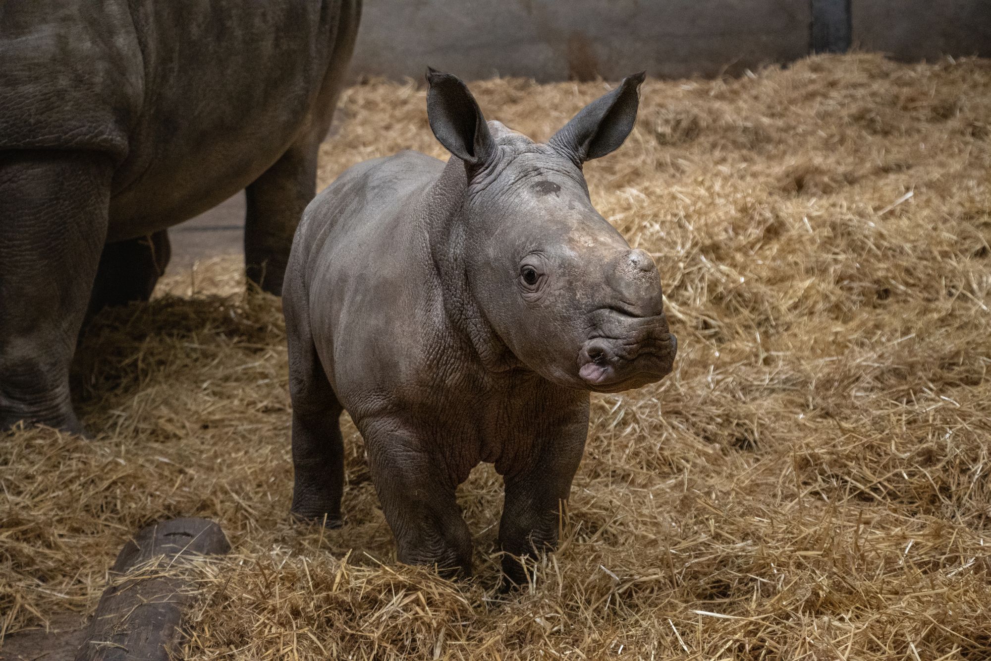 Stanley, a male southern white rhino calf born at Knowsley Safari, Merseyside