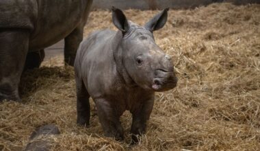 Knowsley Safari park welcomes rare rhino calf: ‘A symbol of hope’