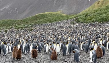 King penguin colony in South Georgia