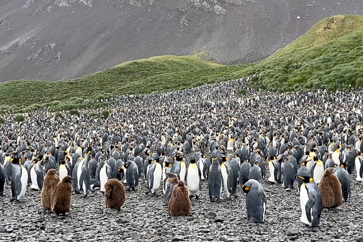 King penguin colony in South Georgia
