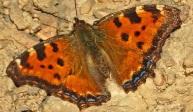 Beautiful Tortoiseshell Butterfly Recolonizes England Decades After Elm Disease Had Eliminated it