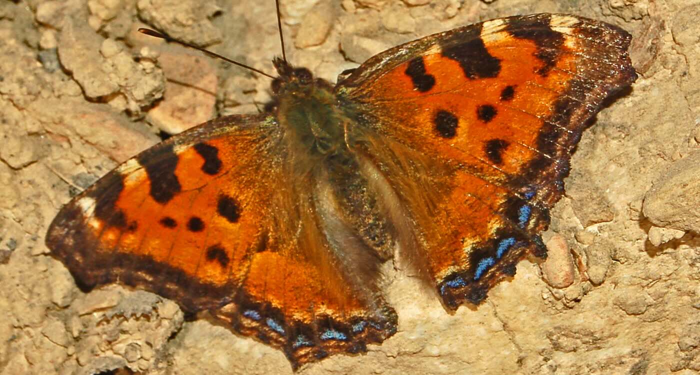Beautiful Tortoiseshell Butterfly Recolonizes England Decades After Elm Disease Had Eliminated it