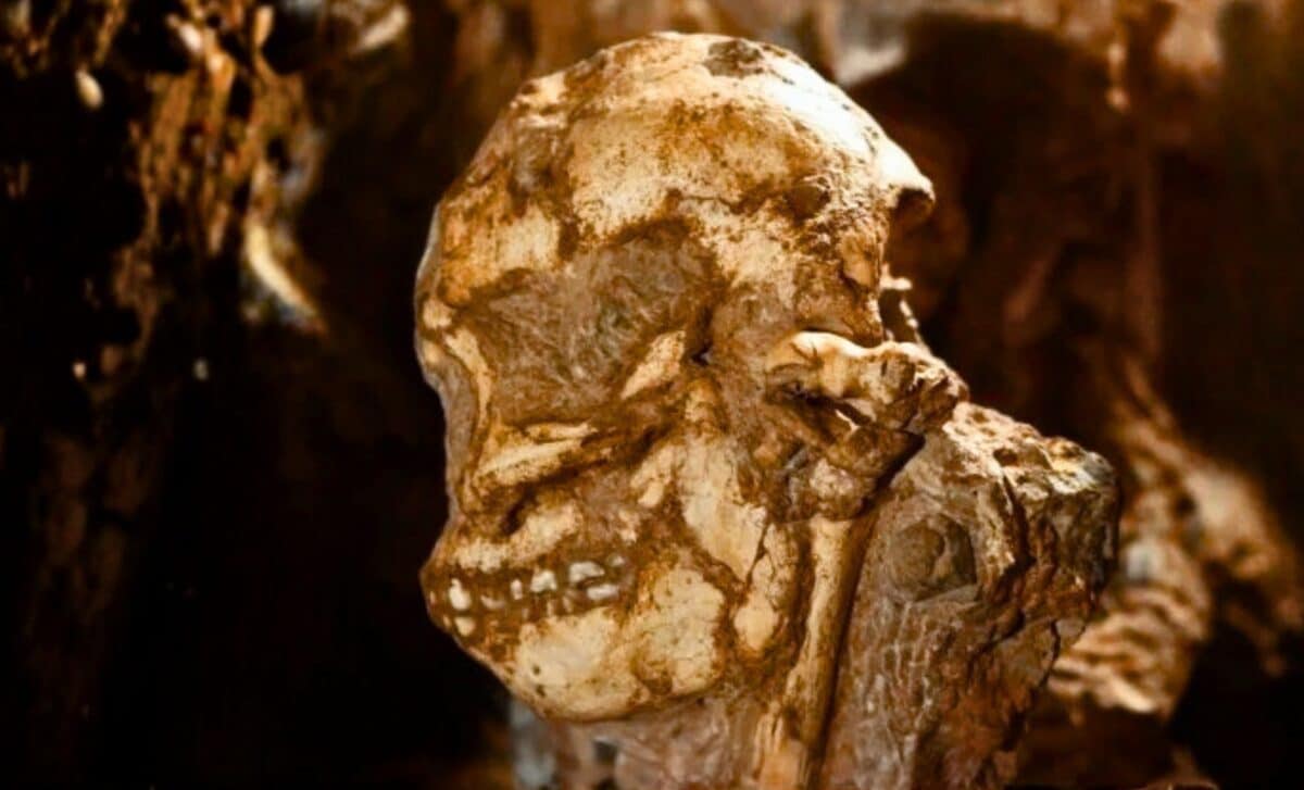 Little Foot Finally Has A Face From A 3.67 Million-Year-Old Crushed Skull