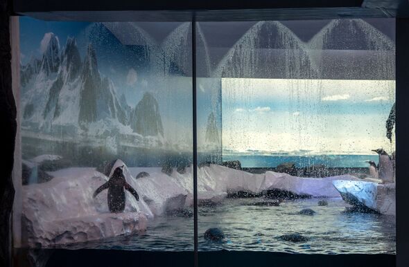 London Aquarium's basement penguin enclosure London Aquarium's basement penguin enclosure