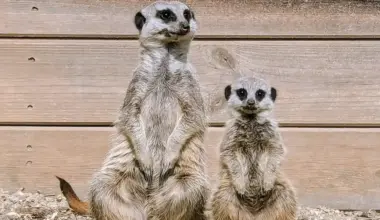 WIN a Meerkat Encounter package for four people to Askham Bryan Wildlife & Conservation Park York | YorkMix