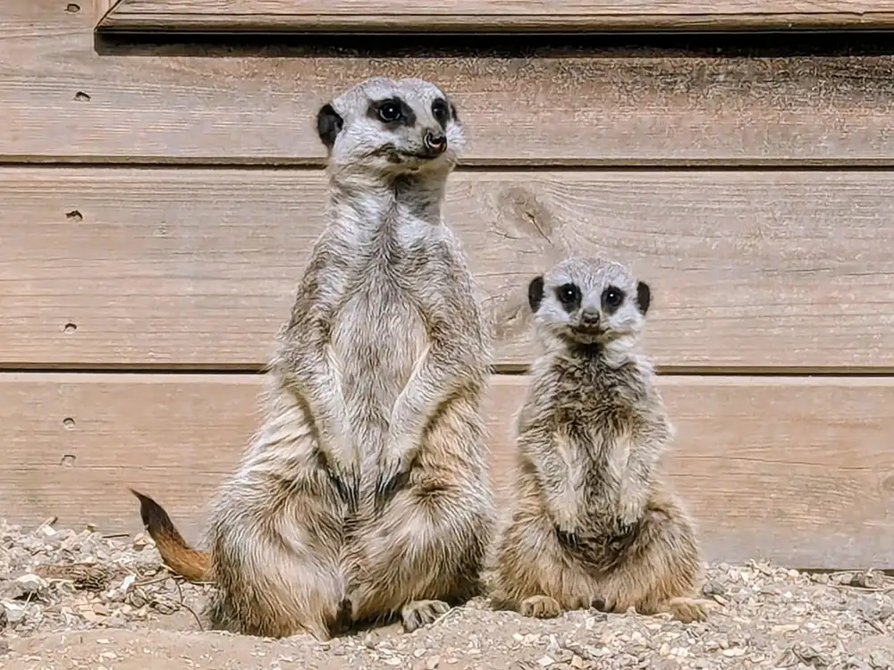WIN a Meerkat Encounter package for four people to Askham Bryan Wildlife & Conservation Park York | YorkMix