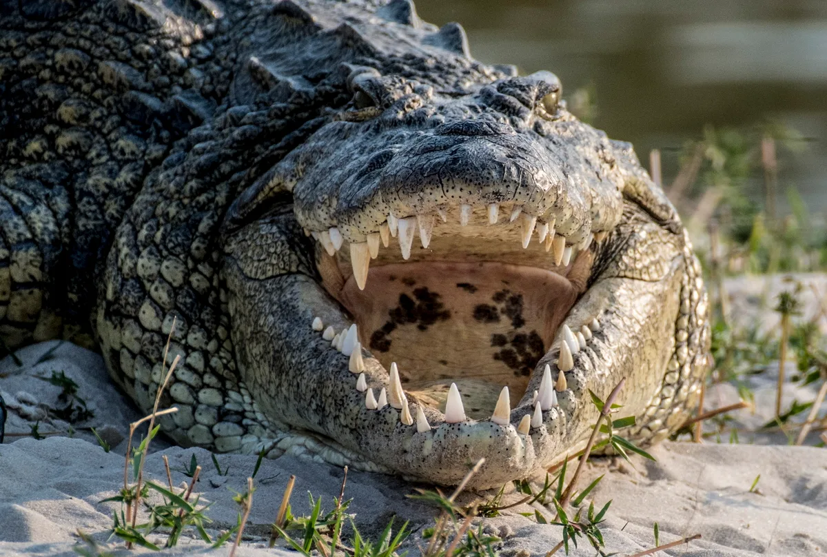 Nile crocodile - one of the biggest crocodiles around