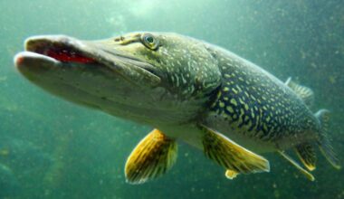 Northern pike