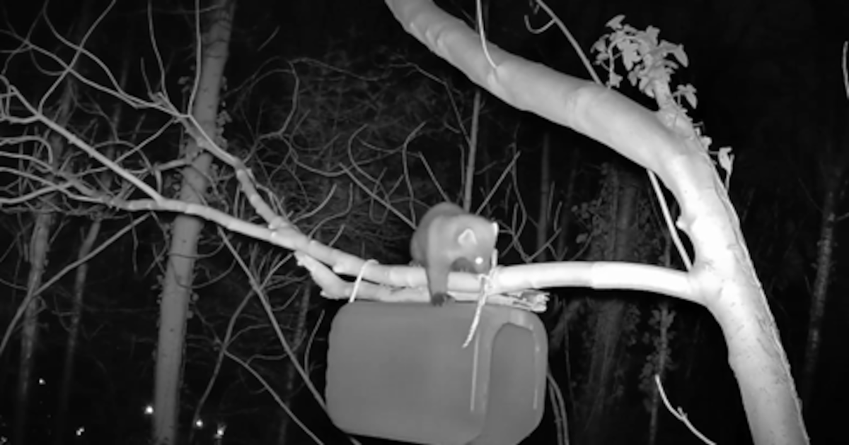 Creature described as ‘rare and elusive’ spotted at Stormont – The Irish News