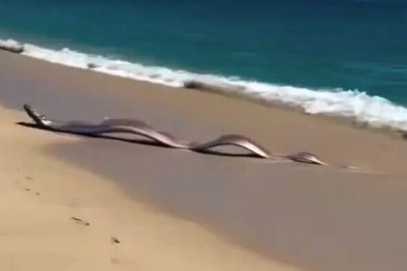 Oarfish washed up on a beach in Mexico