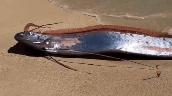 Oarfish washed up on a beach in Mexico