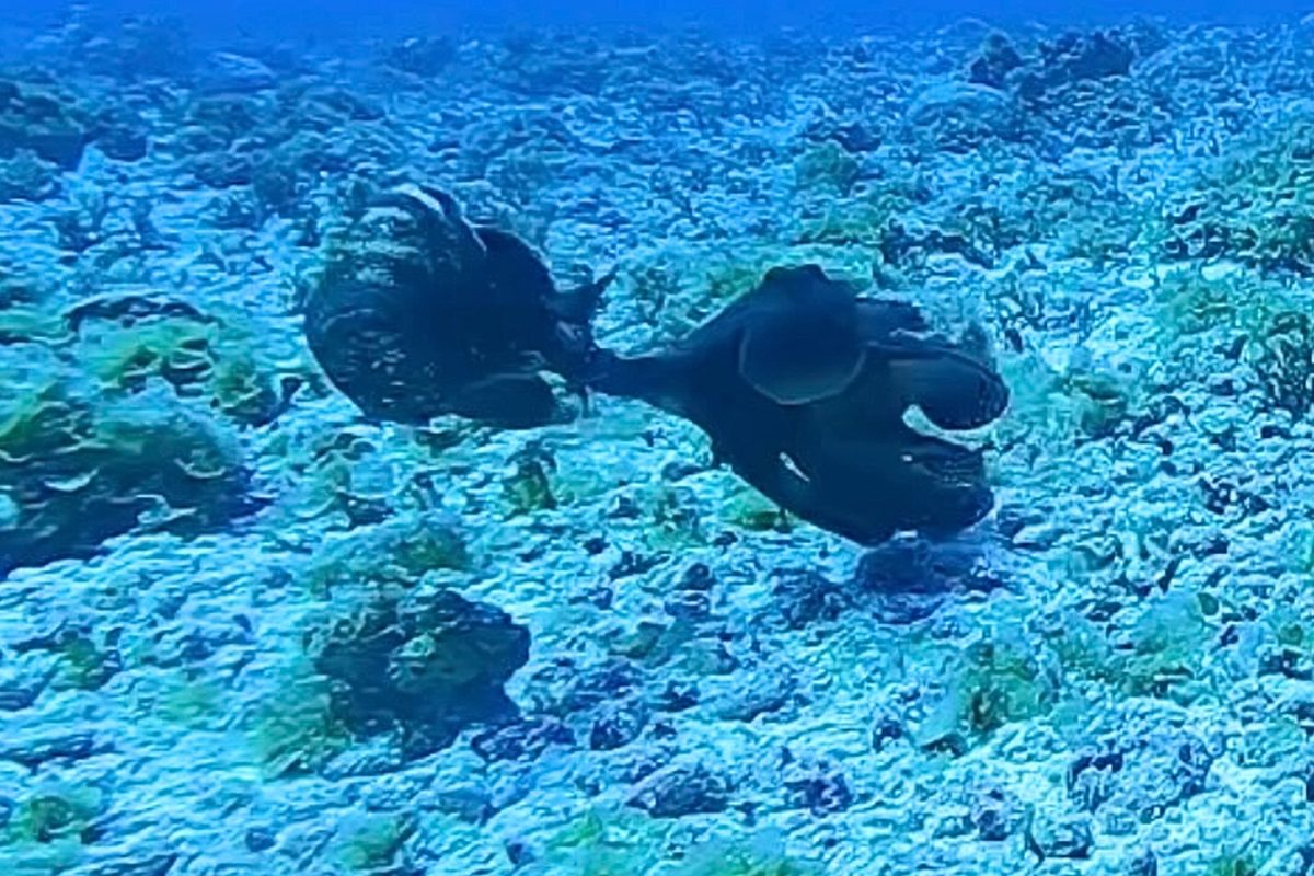 Octopus punches grouper