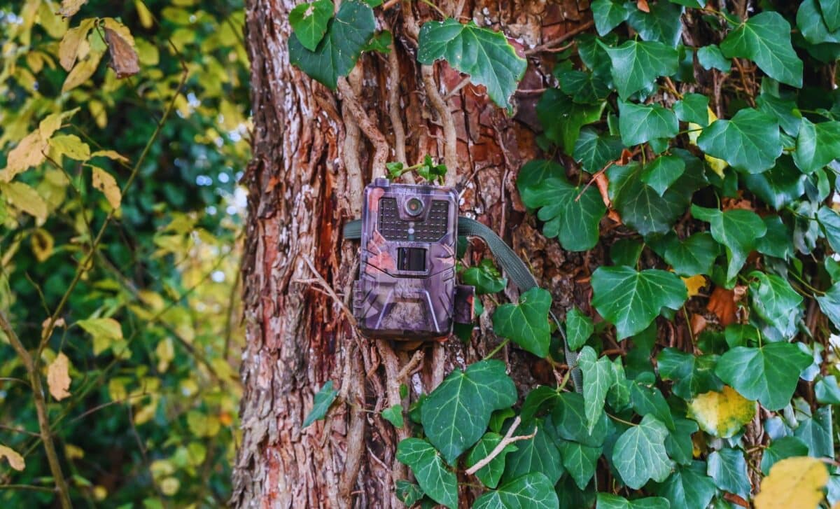 Once Believed To Be Extinct, This Creature Has Recently Been Captured On Camera In Remote Forests