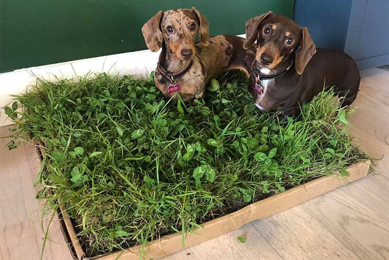 The Oui Oui Patch indoor dog toilet, designed by Walker-Fooks