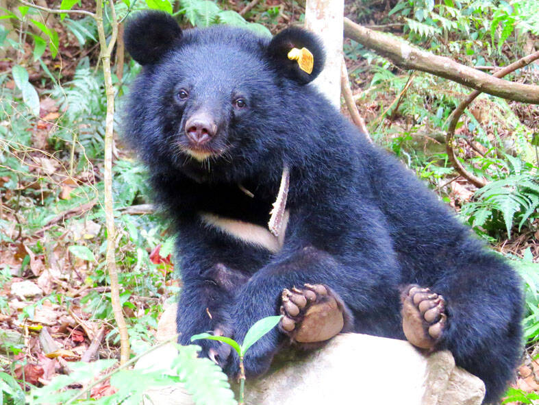 Formosan black bear population in Taiwan revealed