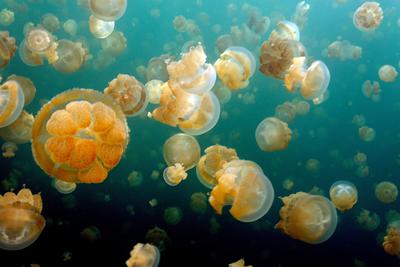 Mastigias jellyfish in Micronesia. Jellyfish are prone to booms and busts in population.