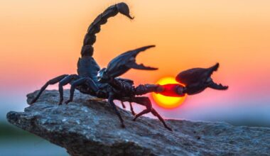 Paleontologists discovered a rare 4 Inch Scorpion Fossil in china